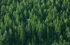В Казахстане создана Служба охраны и защиты лесного фонда 
