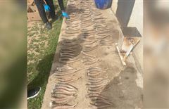 В ЗКО у сельчанина нашли 226 рогов сайги