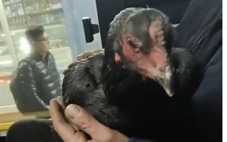 "Петух зайцем едет": видео с необычным пассажиром распространяется в Казнете