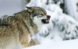 В Павлодарской области волки загрызли домашних собак 
