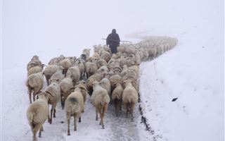 Пастуха с отарой овец сбили на юге РК