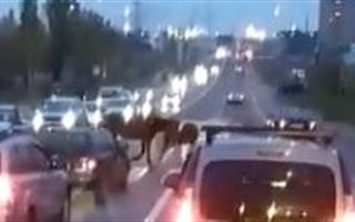 Лошади на пешеходном переходе восхитили алматинцев
