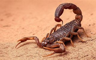 В Мангистауской области за ночь зафиксировали семь укусов скорпионов