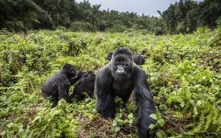 Четыре редкие гориллы погибли в Уганде от удара молнии
