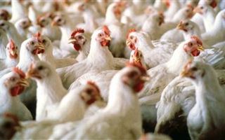 В Китае выявили вспышку птичьего гриппа