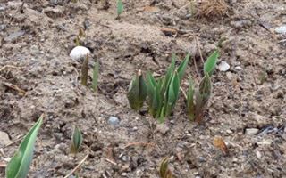 В Шымкенте начали расти первые тюльпаны