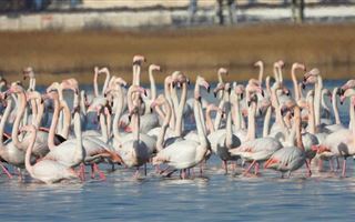 Розовые фламинго прилетели на Каспий