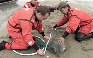 В Атырау исследуют состояние популяции каспийского тюленя