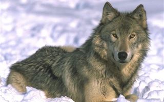 В Актюбинской области волчица, потерявшая двух волчат, загрызла овец и собак 