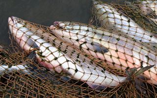 Около 100 килограмм рыбы изъяли у браконьеров в Алматинской области