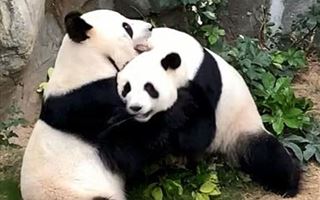 Панды во время карантина спарились впервые за 10 лет в парке Гонконга