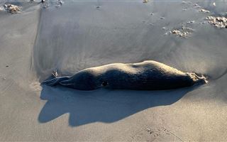 В Актау на берегу Каспия нашли мертвых тюленей