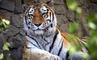 От тигра до кошек: какие животные уже заразилисьCOVID-19 и насколько это опасно для человека