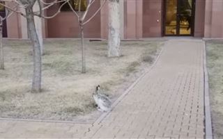 В Сети появилось видео с зайцем, скачущим у Дома министерств в Нур-Султане