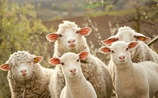 Запрет на вывоз коров и овец ввели в РК