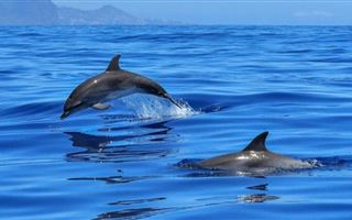  В Турции в пролив Босфор вернулись дельфины