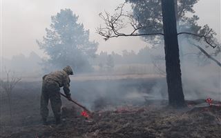 2,5 тысячи гектаров реликтового леса уничтожил пожар в ВКО