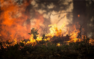 Площадь лесных пожаров увеличилась в два раза в Павлодарской области