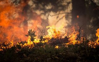 Жителей СКО предупредили о лесных пожарах