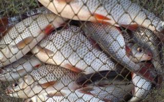 Выявлен факт незаконной ловли рыбы в заповеднике Акмолинской области