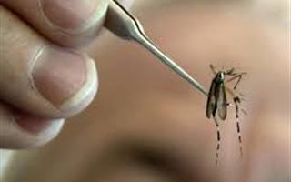 Аким Павлодарской области недоволен тем, что комары портят настроение горожанам