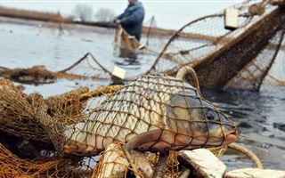 В Алматинской области у браконьеров изъяли 150 килограммов рыбы