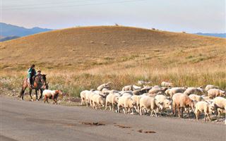 Блицкриг по-казахстански: как американские компании могут помочь Казахстану в мясной экспансии