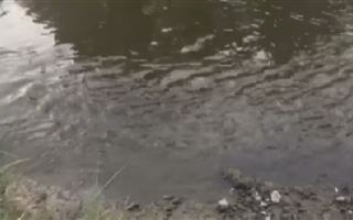 Массово гибнет рыба в реке Талгар в Алматинской области