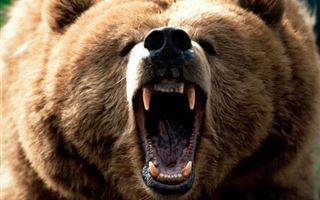 В Алматинской области медведица растерзала насмерть россиянина