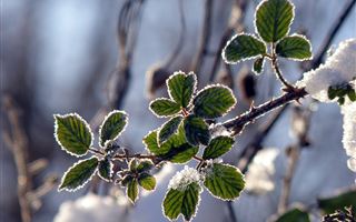 В нескольких областях Казахстана ожидаются заморозки