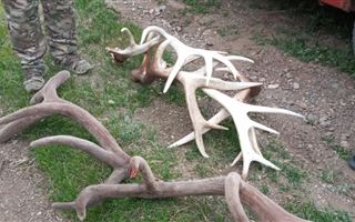 В Восточно-Казахстанской браконьер застрелил марала