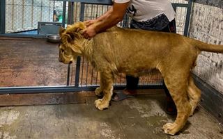 Помогите мясом: в Мангистау просят накормить «бесхозного» льва 