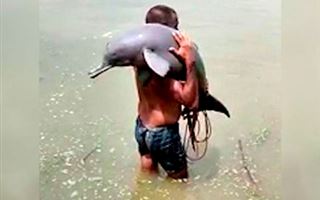 Рыбак спас из сетей редкого гангского дельфина