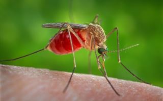 Укусы комаров не могут стать источником заражения человека коронавирусом