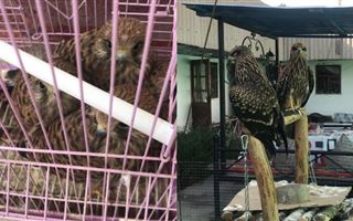 Хищных птиц изъяли у владельца чайханы в Туркестанской области