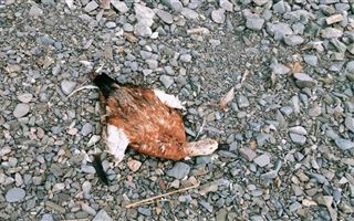 На Алаколе выясняют причину гибели птиц