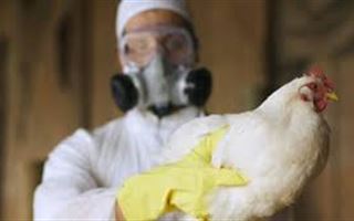 В приграничном с Казахстаном регионе России обнаружен птичий грипп