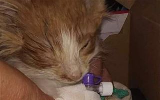 «Прижигали гениталии, чтобы не размножались»: дети до смерти замучили котят в Нур-Султане