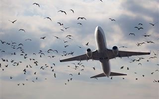 Летевший в Алматы самолет SCAT столкнулся с птицей