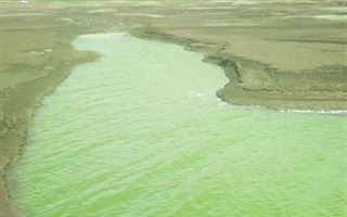 Не тот колор: почему вода в казахстанском водохранилище окрасилась в зелёный цвет