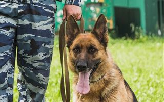 В Жамбылской области служебная собака помогла раскрыть кражу