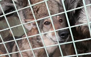 Какое наказание грозит насильникам собак в Нур-Султане
