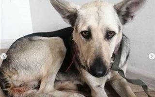 Собачья жизнь: почему историю с изнасилованием собак в Нур-Султане могут "спустить на тормозах"
