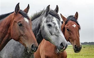 В Кызылординской области от неизвестной сельчанам болезни гибнут лошади