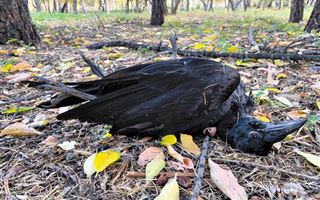 Голуби и вороны Петропавловска умирают от гриппа