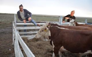 Дело о хищении скота на 14 миллионов тенге раскрыто в ВКО