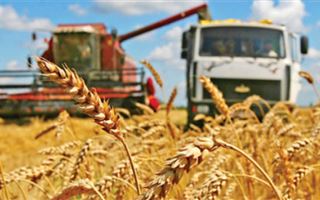 В Казахстане аграрии собрали более 20 миллионов тонн зерна