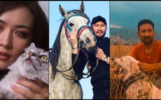 Кошки против собак - кого больше любят казахстанские знаменитости