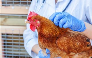 В ВКО выявили птичий грипп