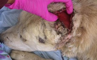 Избиение и наказание: щенка без шкуры выбросили на съедение бойцовским псам
